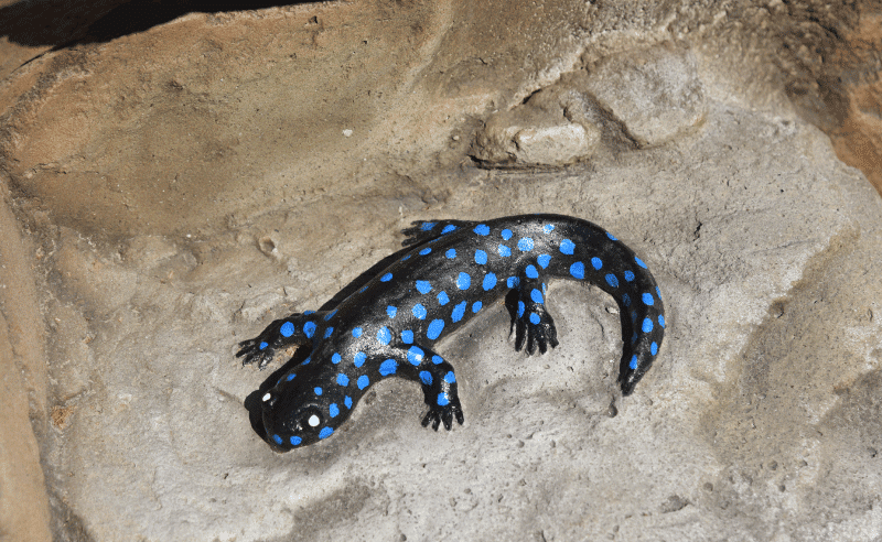 Brentwood - Salamander on Rock